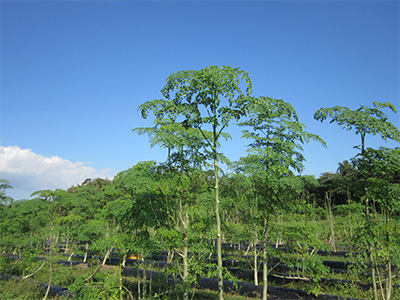 植ワダツミ農園とのモリンガ栽培樹